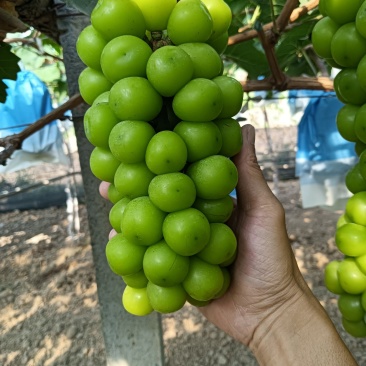 阳光玫瑰葡萄