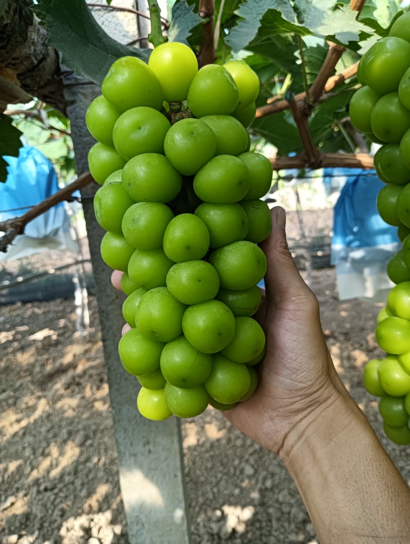 阳光玫瑰葡萄