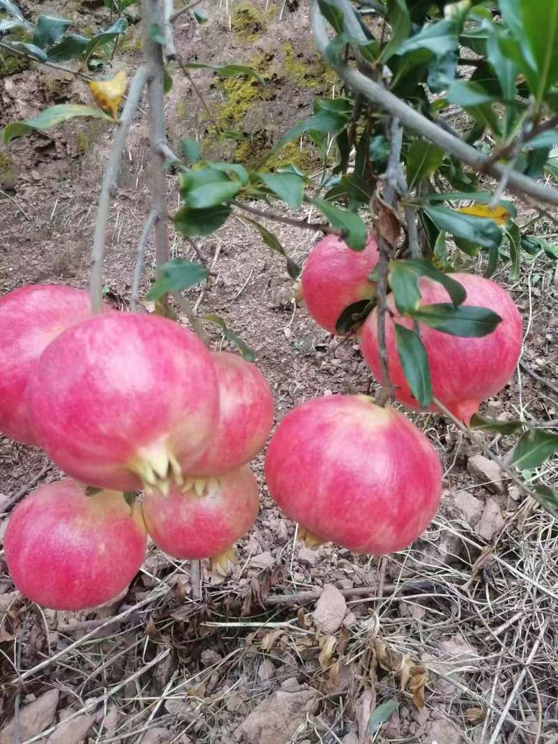 会理软籽石榴