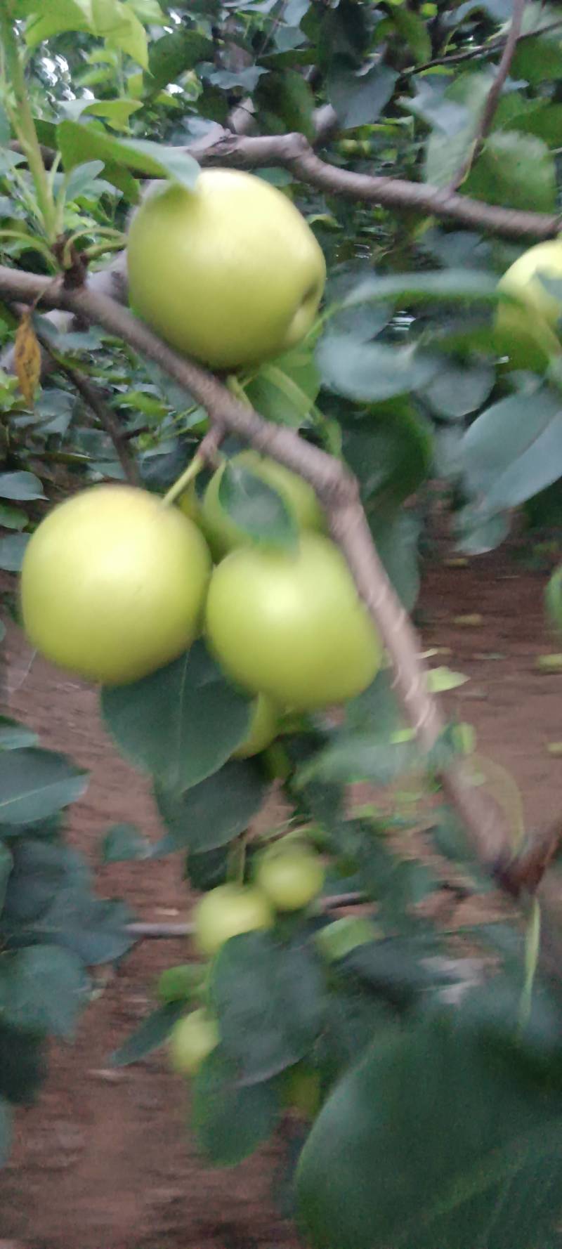 黄冠梨