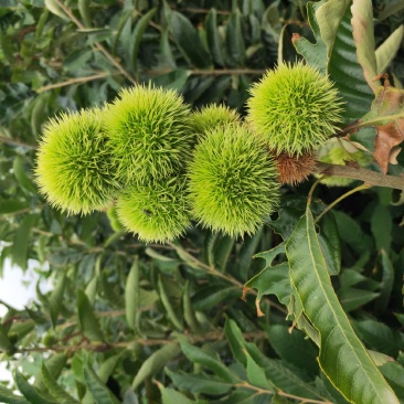 板栗苗嫁接2年板栗树苗根系发达早丰大红袍板栗苗