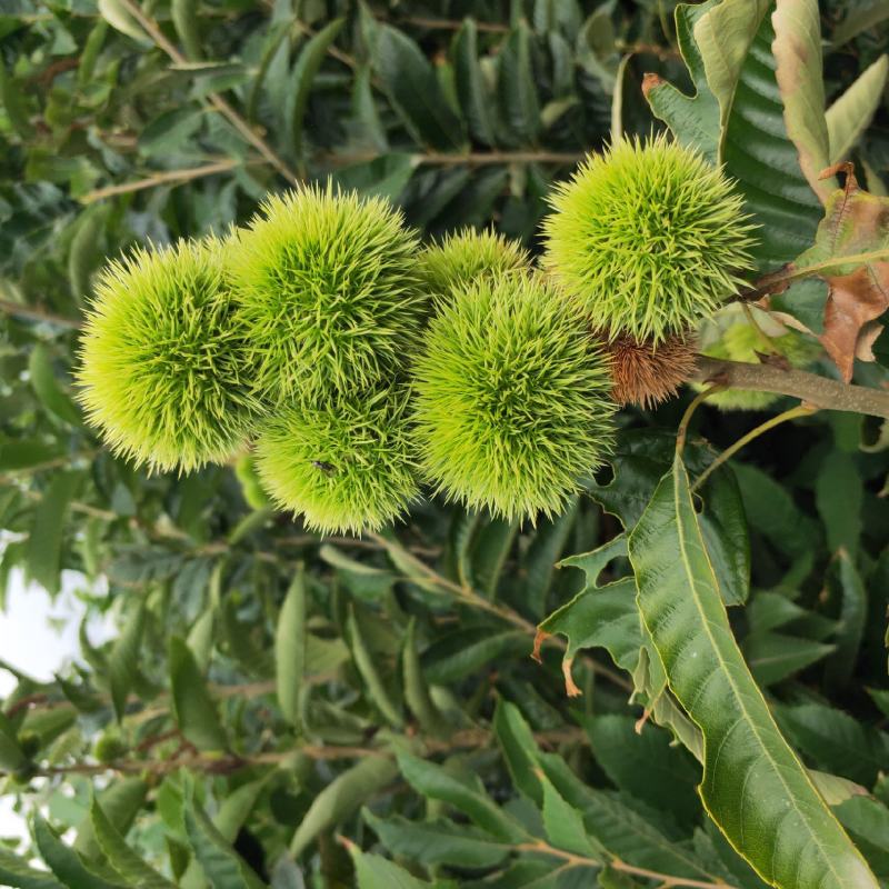 板栗苗嫁接2年板栗树苗根系发达早丰大红袍板栗苗