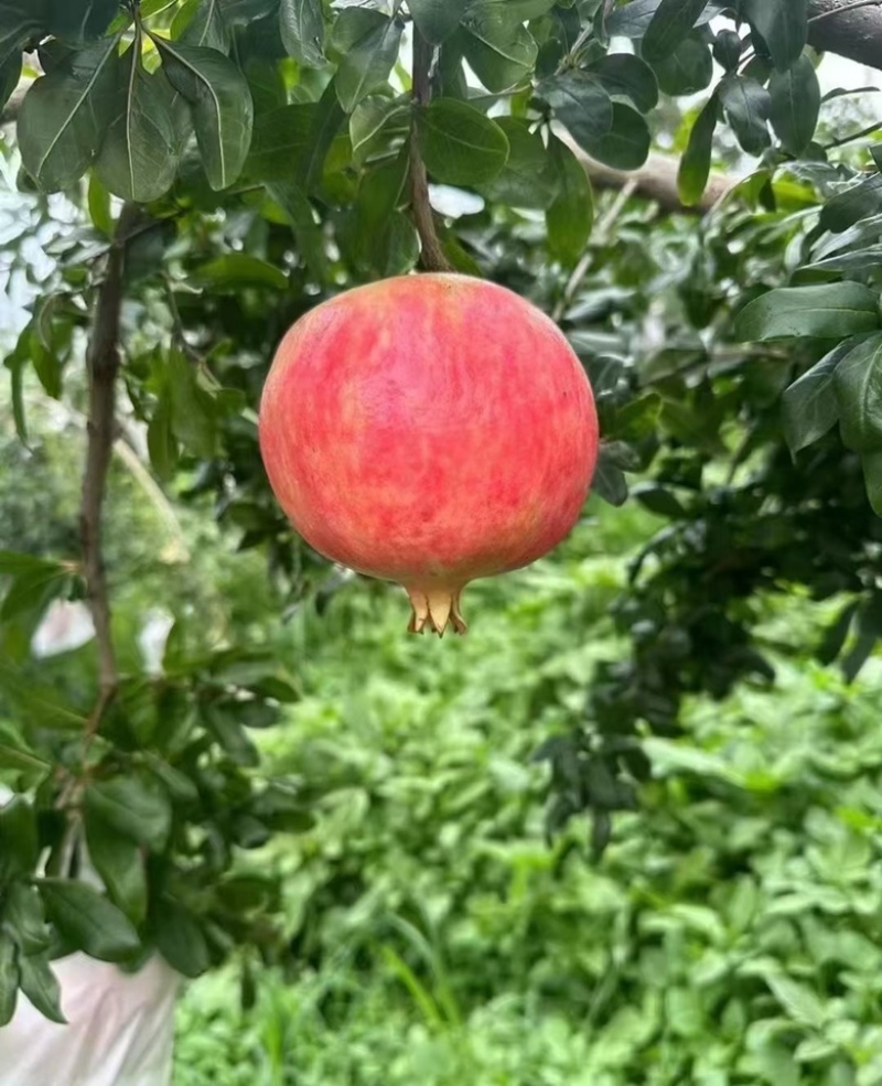 红石榴