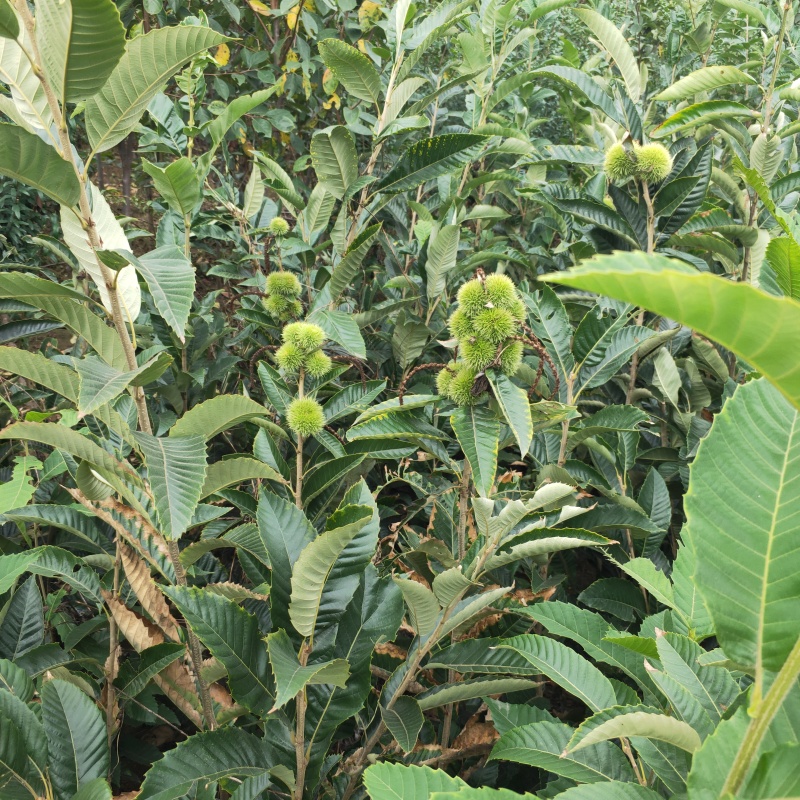 板栗苗嫁接2年板栗树苗根系发达早丰大红袍板栗苗