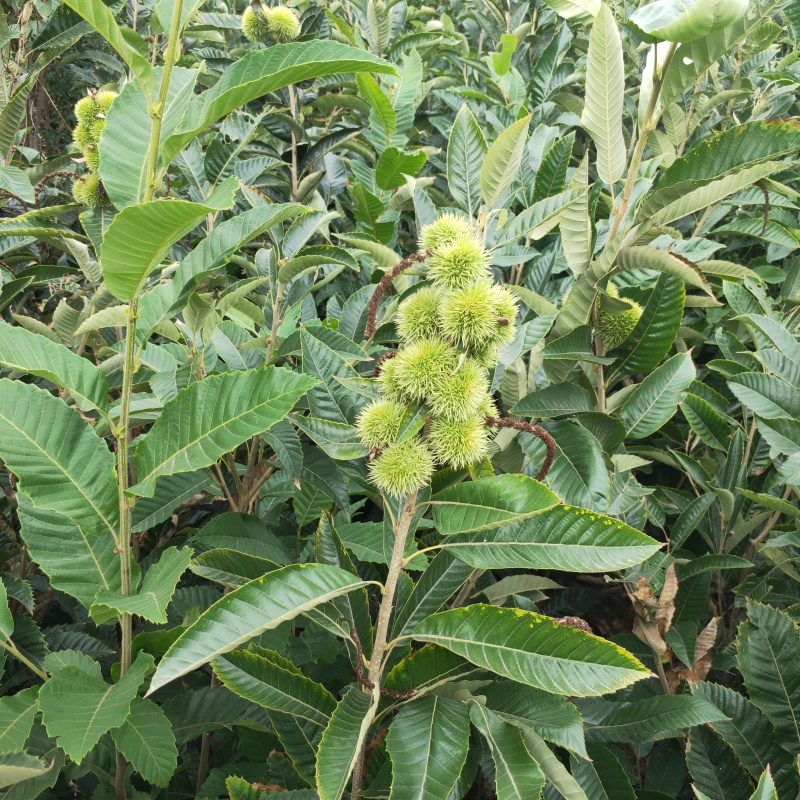 板栗苗嫁接2年板栗树苗根系发达早丰大红袍板栗苗