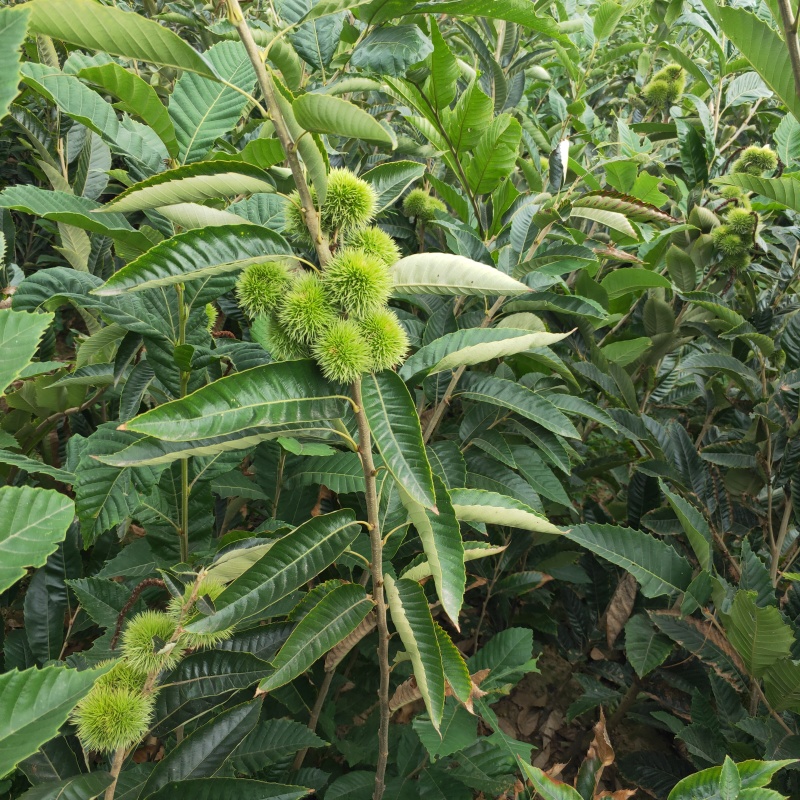 板栗苗嫁接2年板栗树苗根系发达早丰大红袍板栗苗