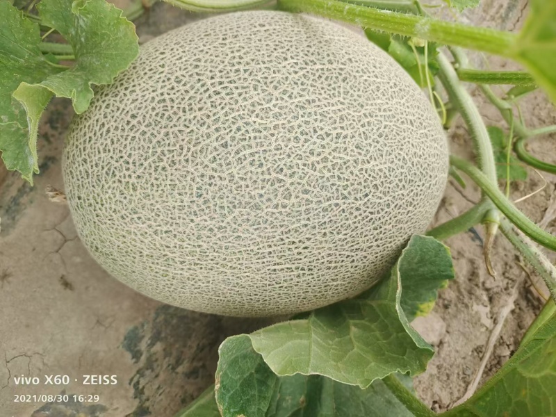 哈密瓜西州蜜瓜基地供应量大质优价格优惠支持视频看货
