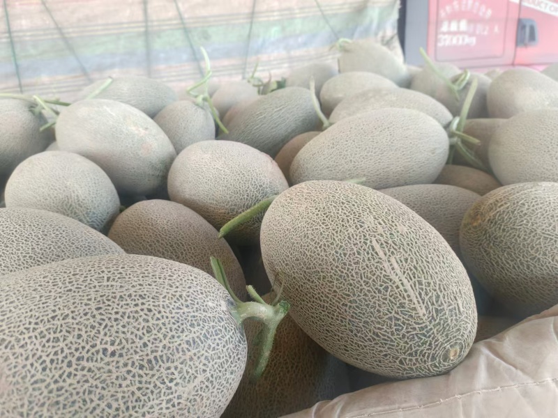 哈密瓜西州蜜瓜基地供应量大质优价格优惠支持视频看货
