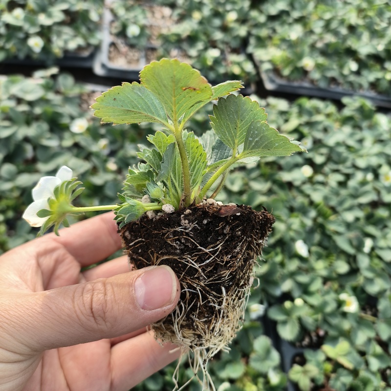 随珠草莓苗早熟果大适合大棚种植草莓苗