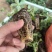 随珠草莓苗早熟果大适合大棚种植草莓苗