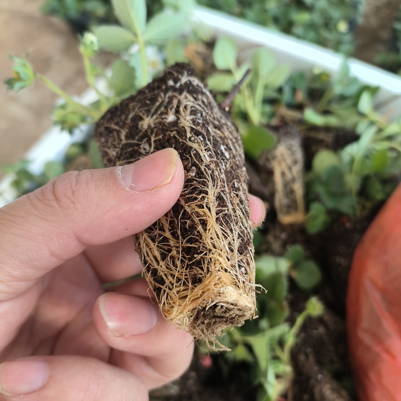 随珠草莓苗早熟果大适合大棚种植草莓苗