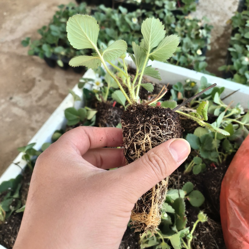 随珠草莓苗早熟果大适合大棚种植草莓苗
