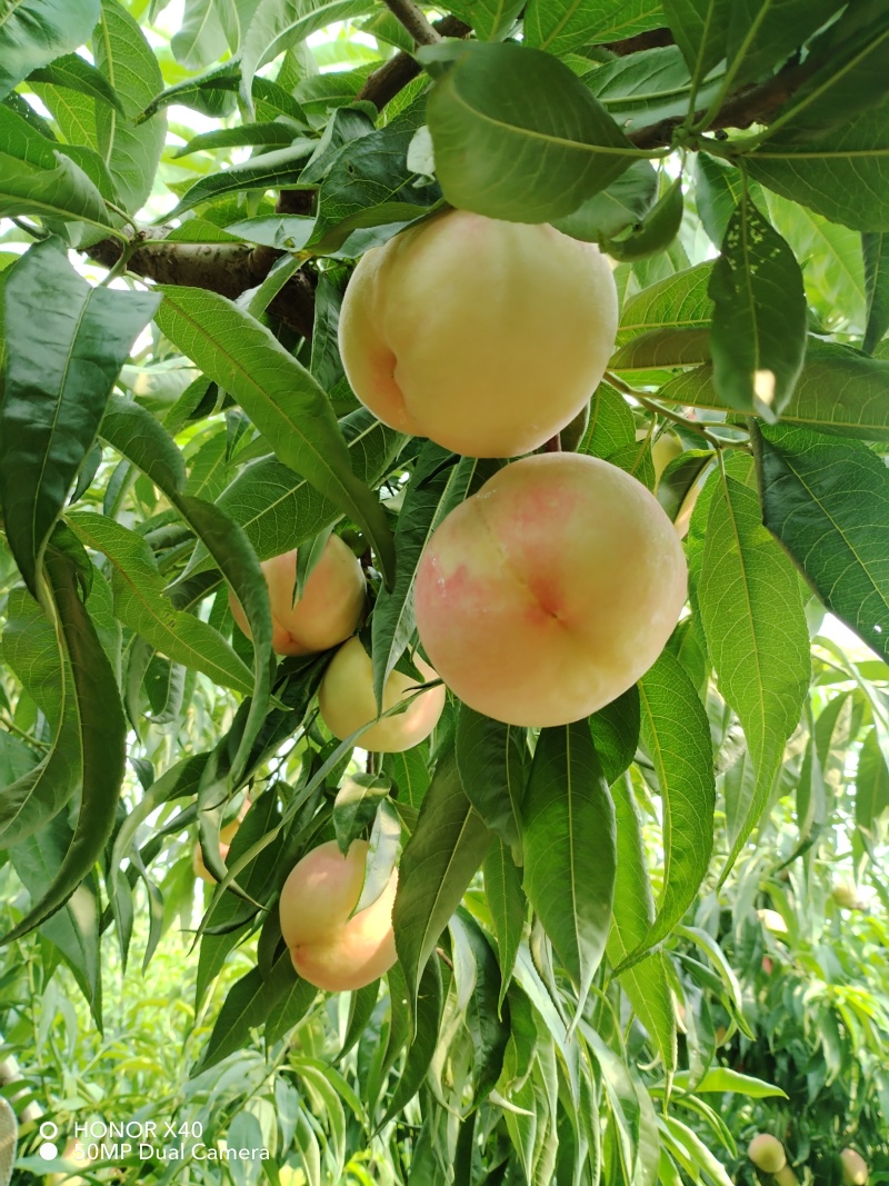 优连蜜现摘现发货规格齐全