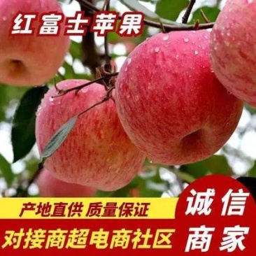 山东苹果红富士苹果产地直销一手货源常年供应