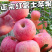 山东苹果红富士苹果产地直销一手货源常年供应