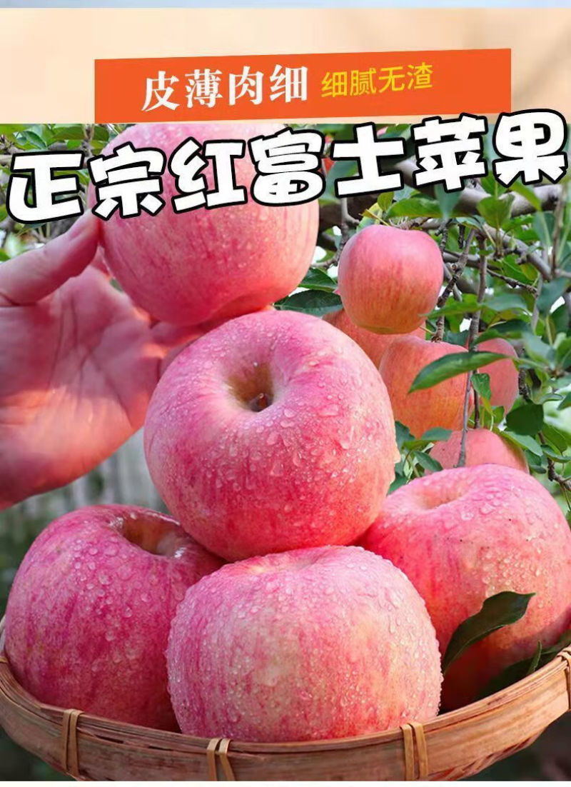 山东苹果红富士苹果产地直销一手货源常年供应