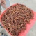 广西无硫大红八角卤料大料香料足干产地值供