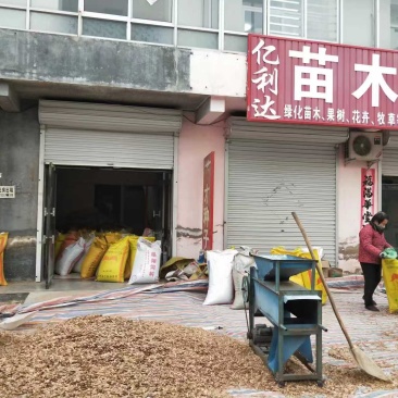 元宝枫种子