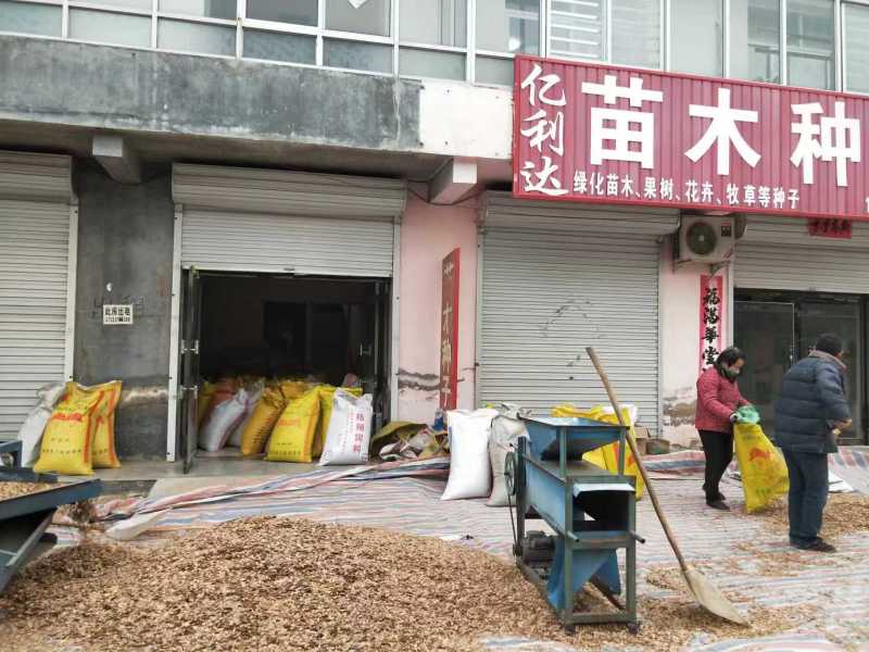 元宝枫种子