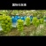 陕西阳光玫瑰，硬度好，耐储存，甜度高，专业工人团队