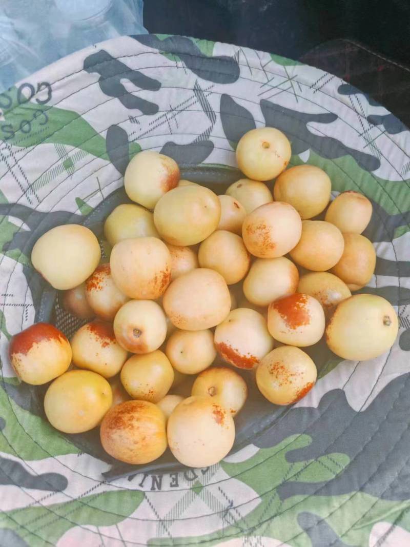 庙上冬枣万亩基地欢迎致电
