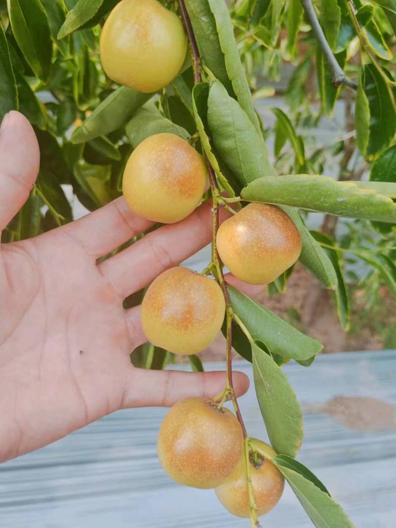 庙上冬枣万亩基地欢迎致电