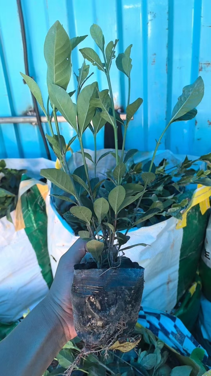 大叶中叶细叶栀子花产地直发质量保证