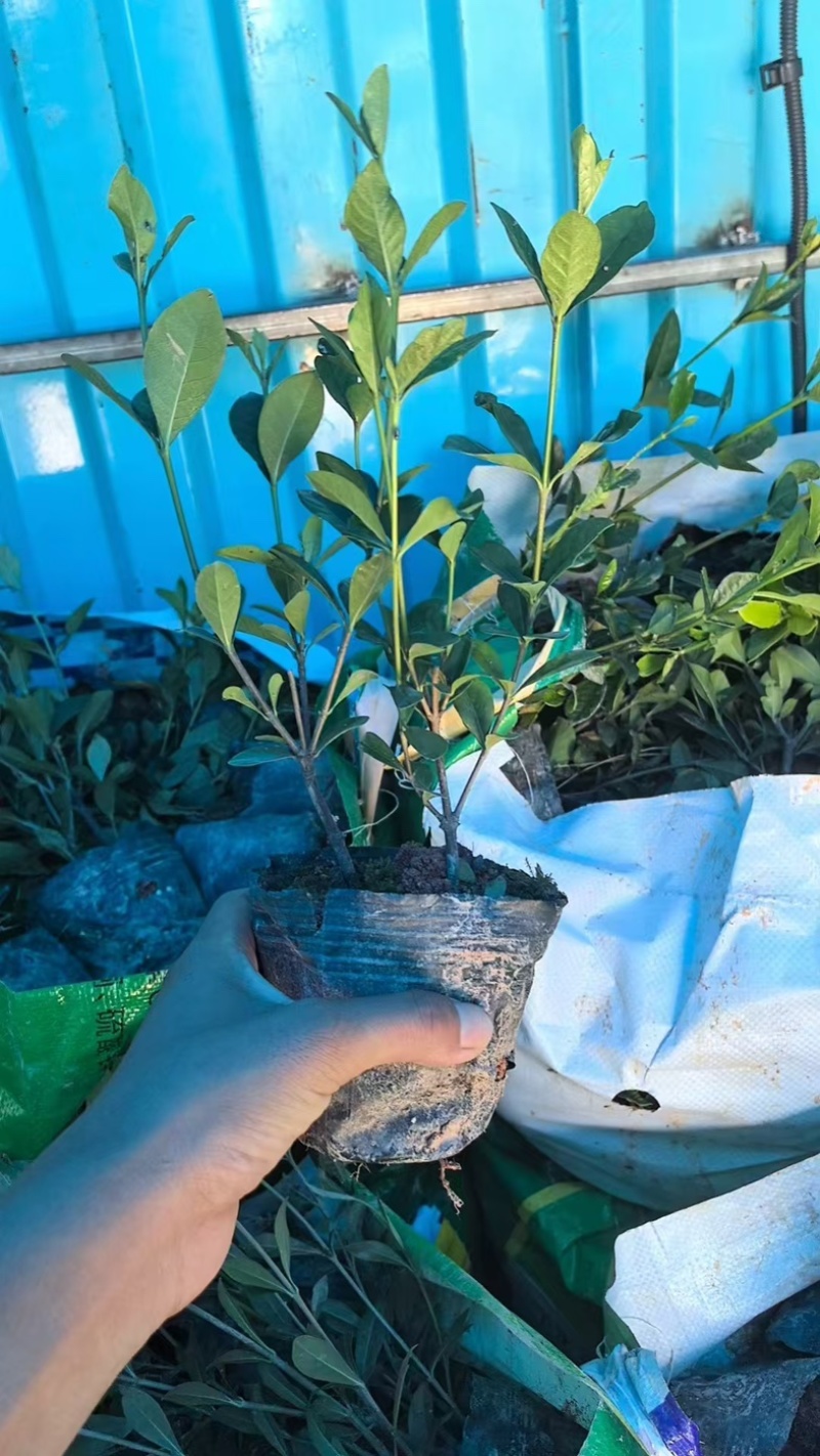 大叶中叶细叶栀子花产地直发质量保证