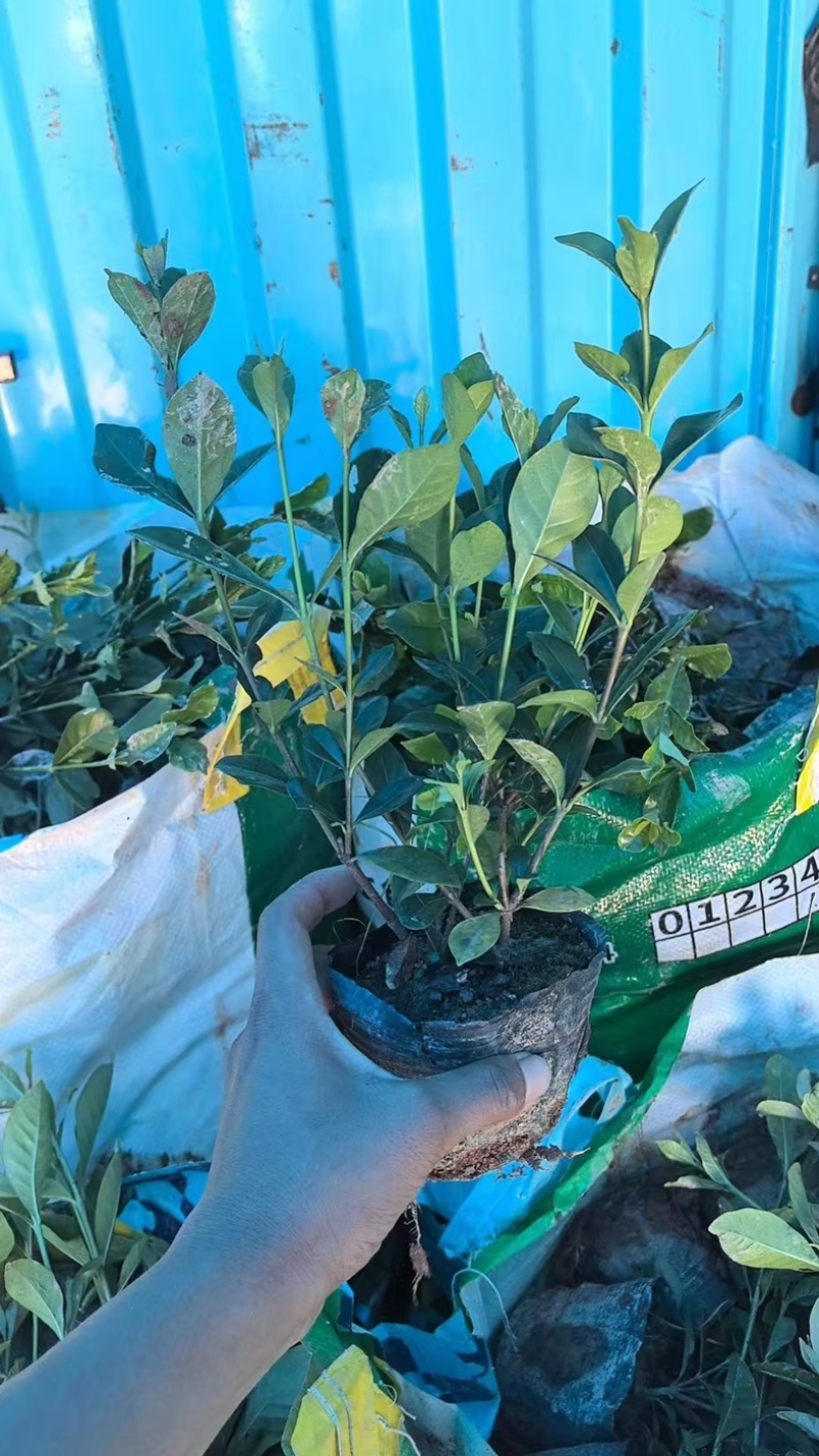 大叶中叶细叶栀子花产地直发质量保证