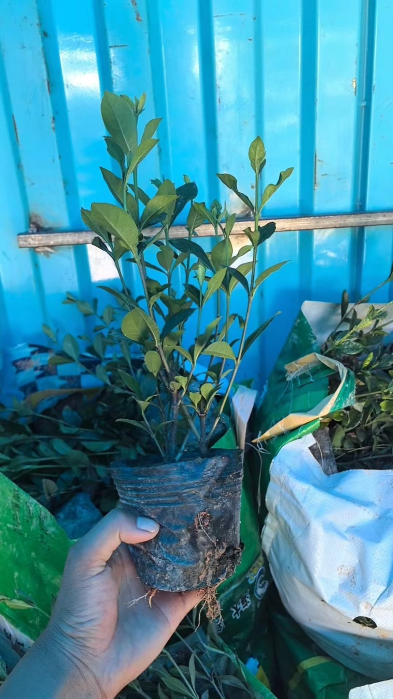 大叶中叶细叶栀子花产地直发质量保证