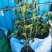 大叶中叶细叶栀子花产地直发质量保证