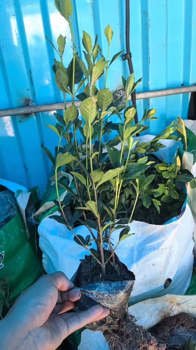 大叶中叶细叶栀子花产地直发质量保证