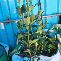 大叶中叶细叶栀子花产地直发质量保证