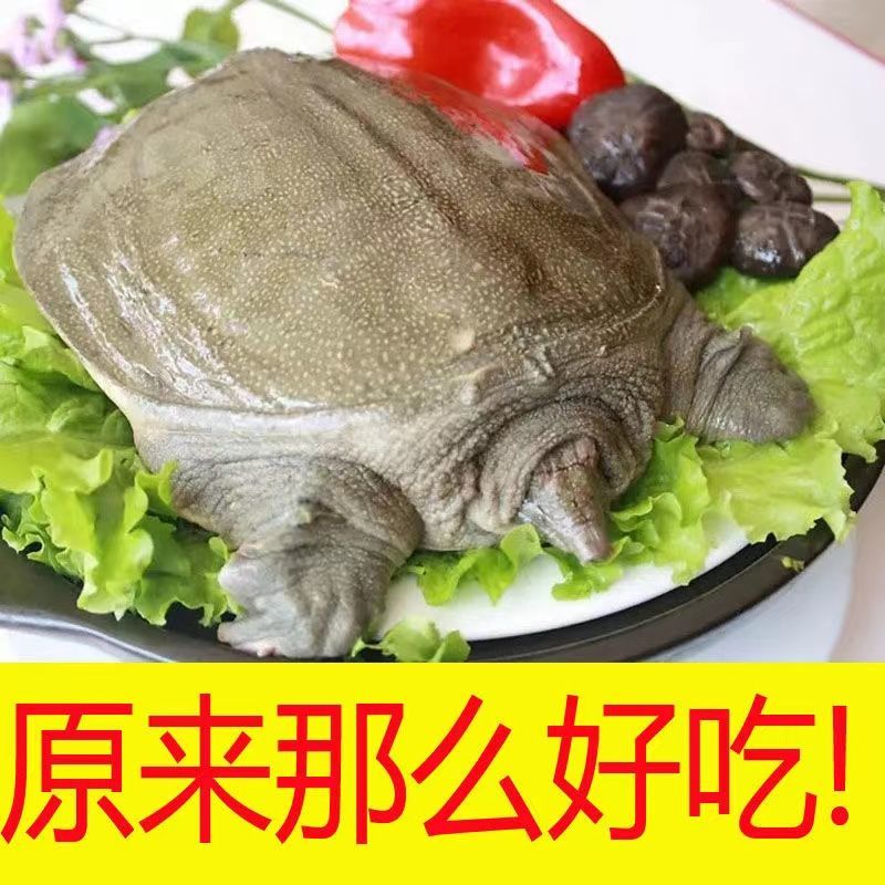 外塘甲鱼老甲鱼黑花甲鱼元鱼鳖