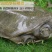 外塘甲鱼老甲鱼黑花甲鱼元鱼鳖