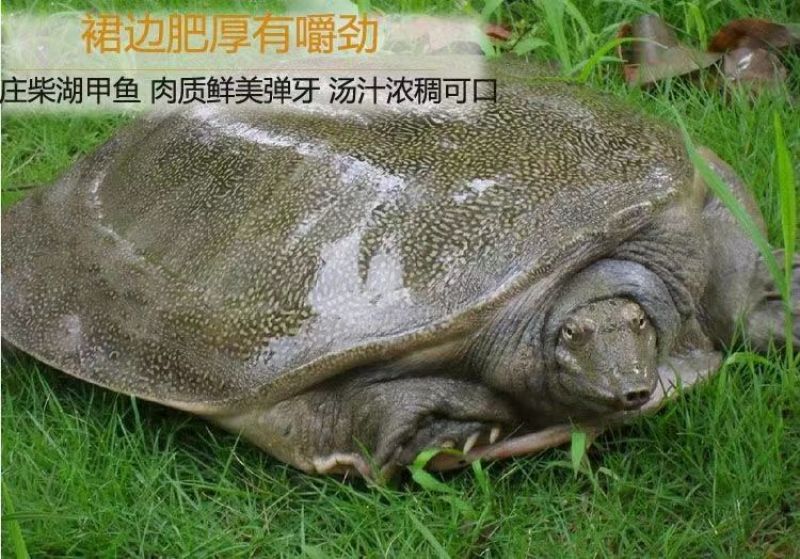 外塘甲鱼老甲鱼黑花甲鱼元鱼鳖