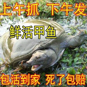 外塘甲鱼老甲鱼黑花甲鱼元鱼鳖