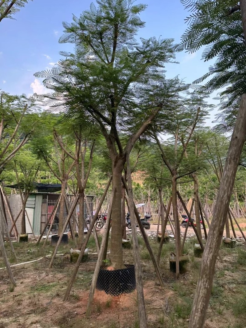 骨架红花楹树10～20公分产地直发规格齐全质量保证