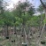 骨架红花楹树10～20公分产地直发规格齐全质量保证