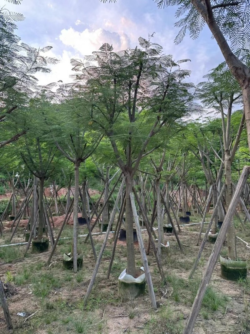 骨架红花楹树10～20公分产地直发规格齐全质量保证