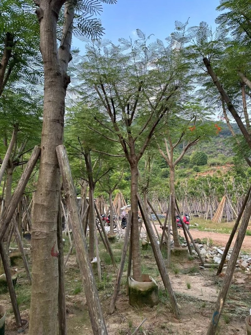 骨架红花楹树10～20公分产地直发规格齐全质量保证