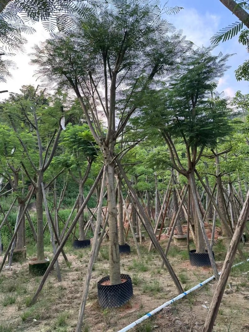骨架红花楹树10～20公分产地直发规格齐全质量保证