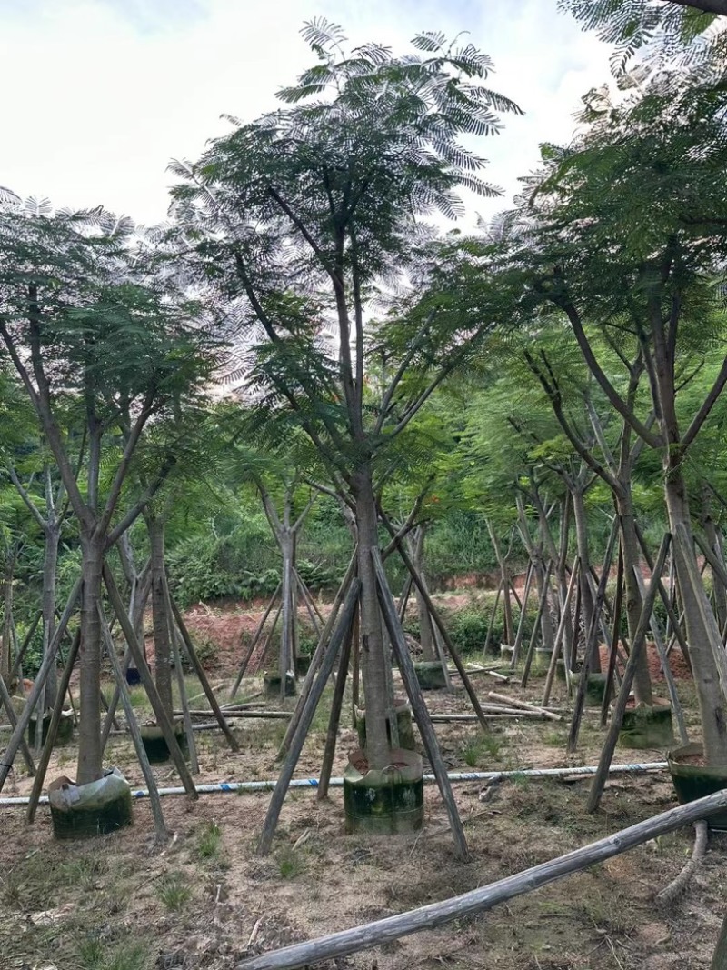 骨架红花楹树10～20公分产地直发规格齐全质量保证
