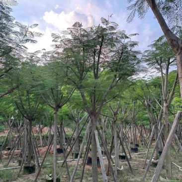 骨架红花楹树10～20公分产地直发规格齐全质量保证