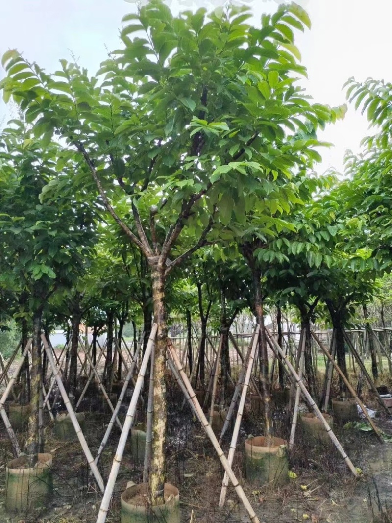 大叶紫薇5～15公分基地直销规格齐全质量保证