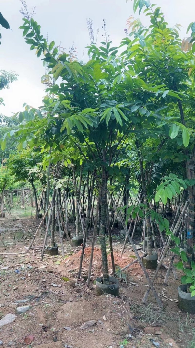 大叶紫薇5～15公分基地直销规格齐全质量保证