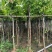 大叶紫薇5～15公分基地直销规格齐全质量保证