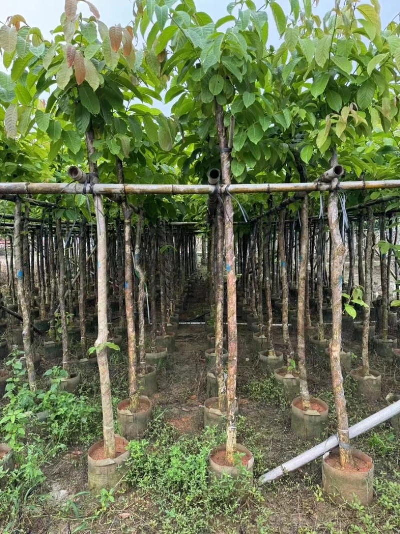 大叶紫薇5～15公分基地直销规格齐全质量保证