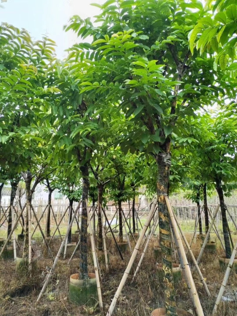 大叶紫薇5～15公分基地直销规格齐全质量保证