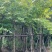 大叶紫薇5～15公分基地直销规格齐全质量保证